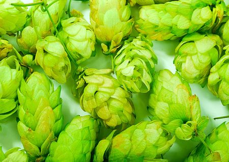 brewery: golden hops on white background