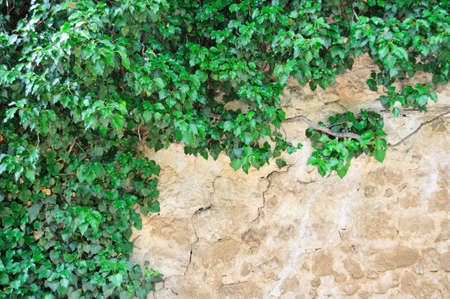 young branches (shoots) ivy on a rough backgroundの写真素材