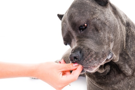 humorous portrait of the dog breed "Cane Corso"の写真素材
