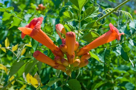 pomegranate flower in the wildの写真素材