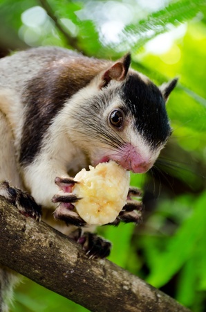 The grizzled giant squirrel ( Ratufa macroura ) is a large tree squirrel found in  Sri Lankaの写真素材