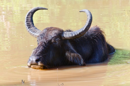 scenery with a water buffalo in Shri Lanka at evening timeの写真素材