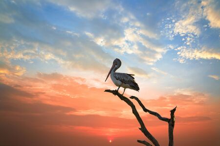 silhouette of a pelican who has arranged to sleep in a treeの写真素材
