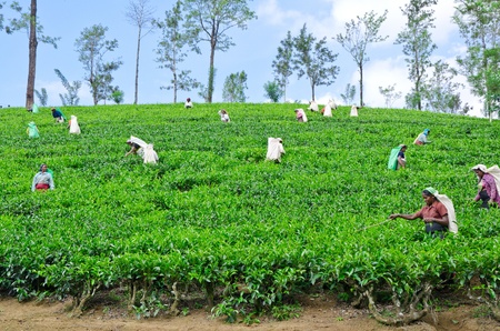 NEAR MOUNT PIDURUTALAGALA, SRI LANKA, DECEMBER 8, 2011  Tea pickers working on tea plantations near Mount Pidurutalagala, Sri Lanka, December 8, 2011 のeditorial素材