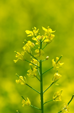 Canola branch under  fields  in spring landscapeの写真素材