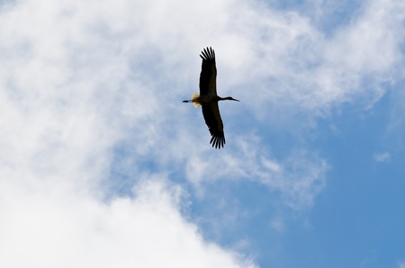 Portrait of a stork, hovering in the skyの写真素材