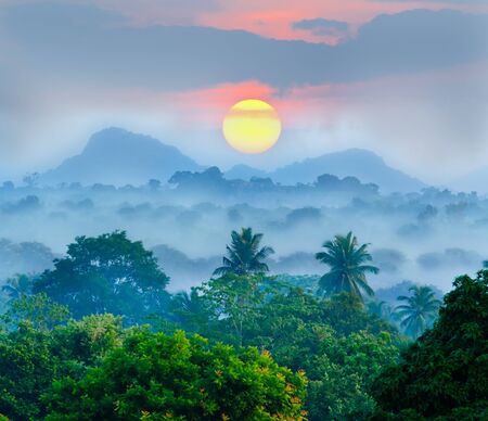 sunrise in the jungles of Sri Lankaの写真素材