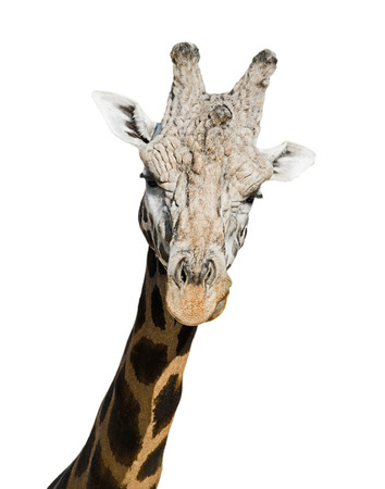 Portrait of surprised giraffe  Isolation on white backgroundの写真素材