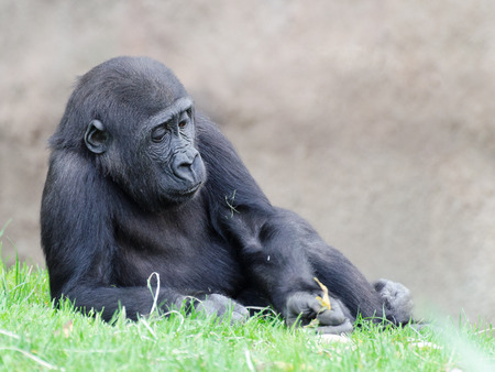 figure of the young gorilla on the lawnの写真素材