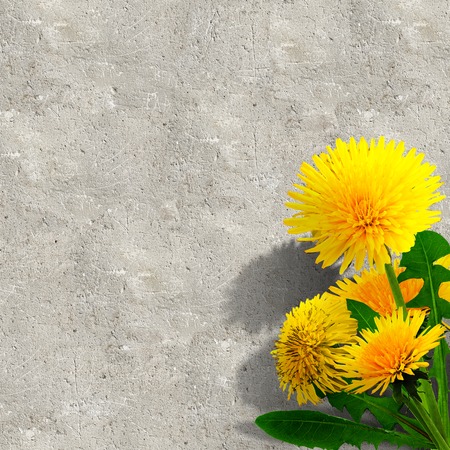 Dandelions on defocused art backgroundの写真素材