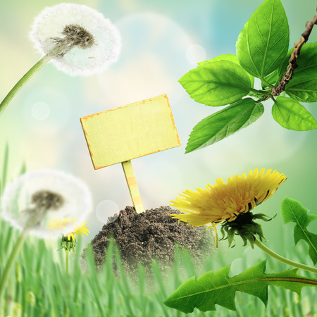 Spring or summer abstract nature backgroundの写真素材