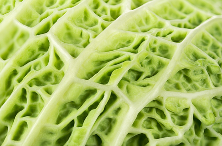 Leaf of savoy cabbage close-upの写真素材