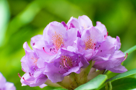 beautiful Rhododendron tree blossoms spring garden backgroundの写真素材