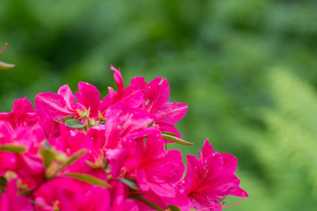 beautiful Rhododendron tree blossoms spring garden background