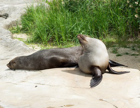 sea lion ( Zalophus )  female on the stoneの写真素材