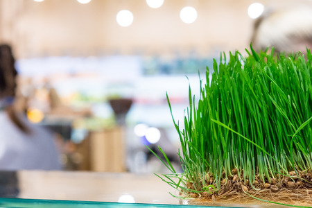 Fresh sprouts of cereals on the counter bioproducts storeの写真素材