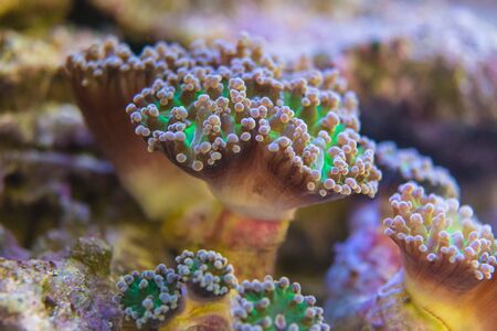 Living corals are very close
