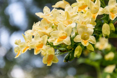 Cute yellow flowers in a municipal parkの写真素材