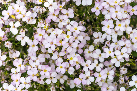 Arabis x arendsii Wehrh Rosabellaの写真素材