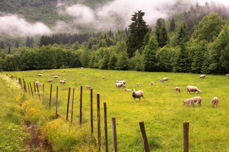 Sheep graze on the pasture near the mountains and forestの写真素材