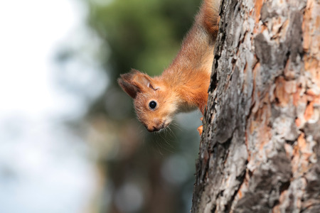 little baby squirrel playing on the tree