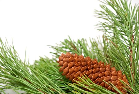Brown pine cone and a green branch..の写真素材