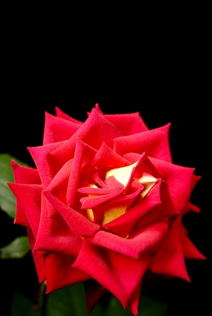 red rose on blackの写真素材