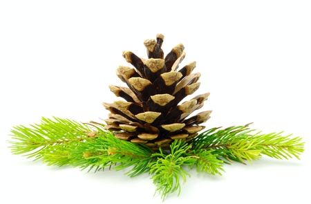 cone and pine branches on a white background