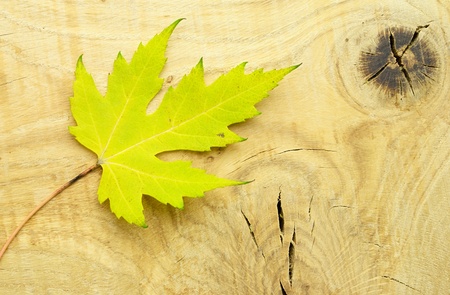 maple leaf on a board with knotsの写真素材