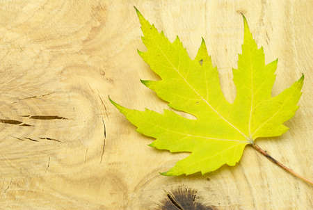 maple leaf on a board with knotsの写真素材