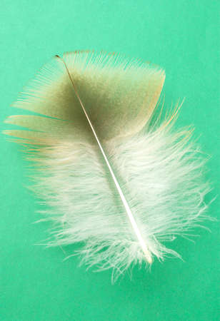 gray feather on a blue background greenの写真素材