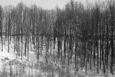 tree in the forest during the winter and the snow on the ground