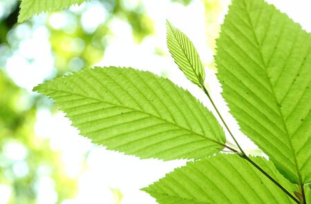 green leaves on a branch in a forest