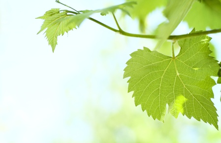 Green grape leaves in the garden and a beautiful bokeh