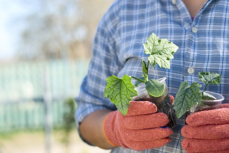 woman in a garden holding a seedling plantの写真素材