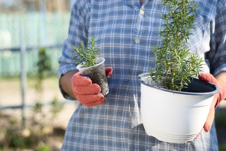 woman in a garden holding a plant growing in a potの写真素材