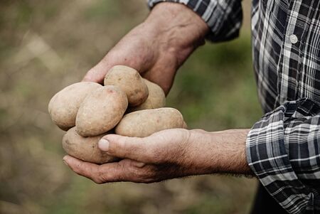 Close-up of male hands holding a potato on a background of the vegetable gardenの写真素材