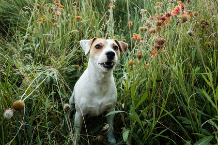 dog russell terrier playing and barks in green grassの写真素材