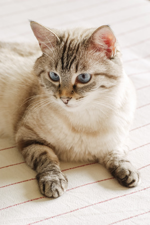 Beautiful tabby cat with big blue eyesの写真素材