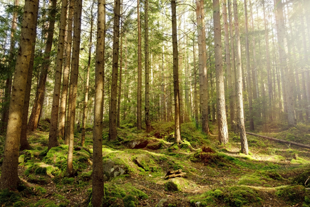 Bright sunshine in the green forest, beautiful light.の写真素材