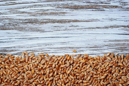 wheat grains on a blue table, top viewの写真素材