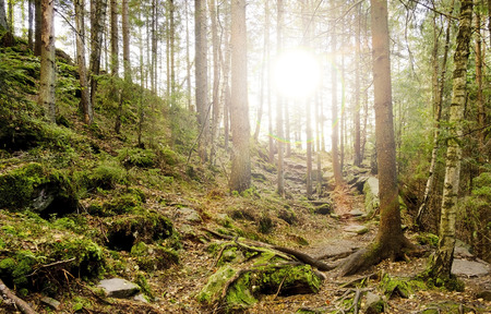 Bright sunshine in the green forest, beautiful light.の写真素材