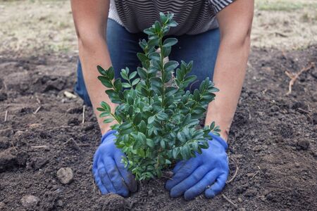 Man planting a leafy green tree or shrub in a garden in freshly dug soil in a close up of his hands cupping the plantの写真素材