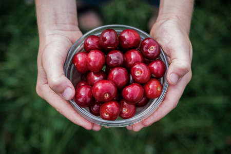Boy holding a bowl of fresh ripe red cherries in a close up on his hands over greenery below in a healthy diet conceptの写真素材
