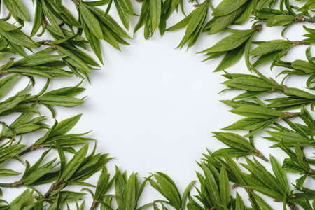 Green leaves on a white background and copy space - Natural pattern for invitation or birthday greetings or advertising announcement - Minimal flat lay natureの写真素材