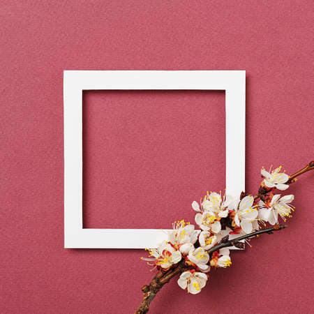 White frame and apricot branch with flowers on a burgundy background - Frame for an anniversary or wedding invitation - Spring conceptの写真素材