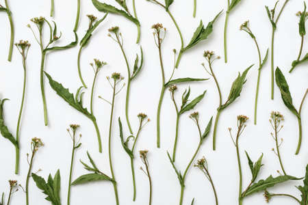 Pattern with a plant with a small flower on a white background - The concept of nature growth and development - Modern minimal flat layの写真素材