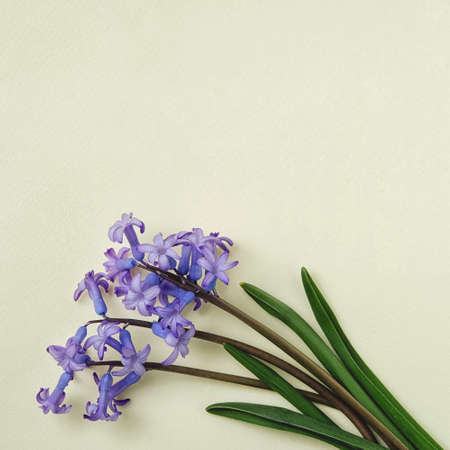 Minimal natural pattern with green plants on white background - Concept of nature and growth - Modern minimal flat layの写真素材