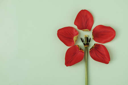 Torn off tulip petals on a green background are arranged in the form of another flower and copy space. Minimal creative concept for spring and festive event or anniversary invitation.の写真素材