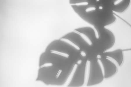 Blurred shadow from the foliage of a tropical plant monstera on a white wall and copy space. Botanical minimal concept.の写真素材